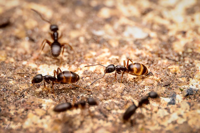 Ants