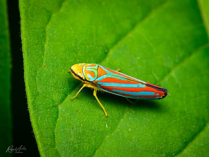 Red-banded leafhopper