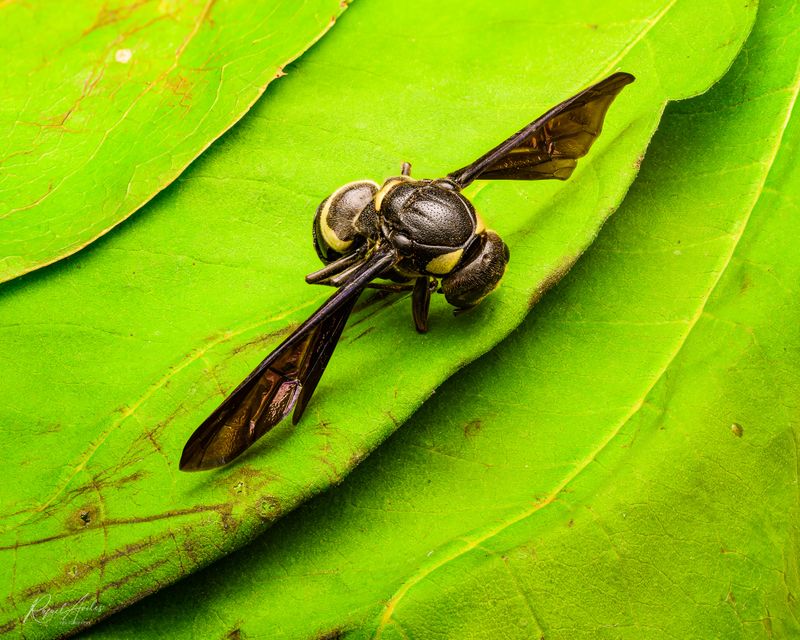 Dead wasp (bowing before the grim reaper?)