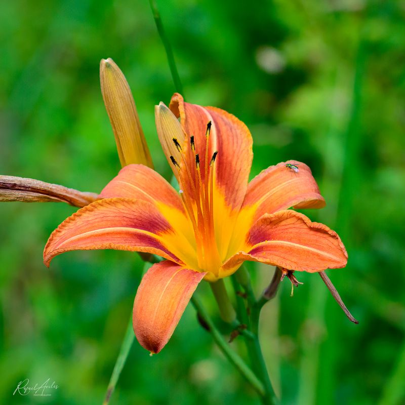Orange Daylily