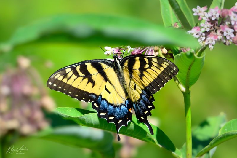 Eastern Tiger Swallowtail