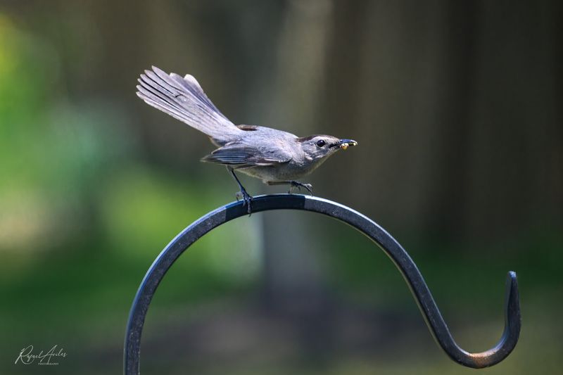 Gray catbird