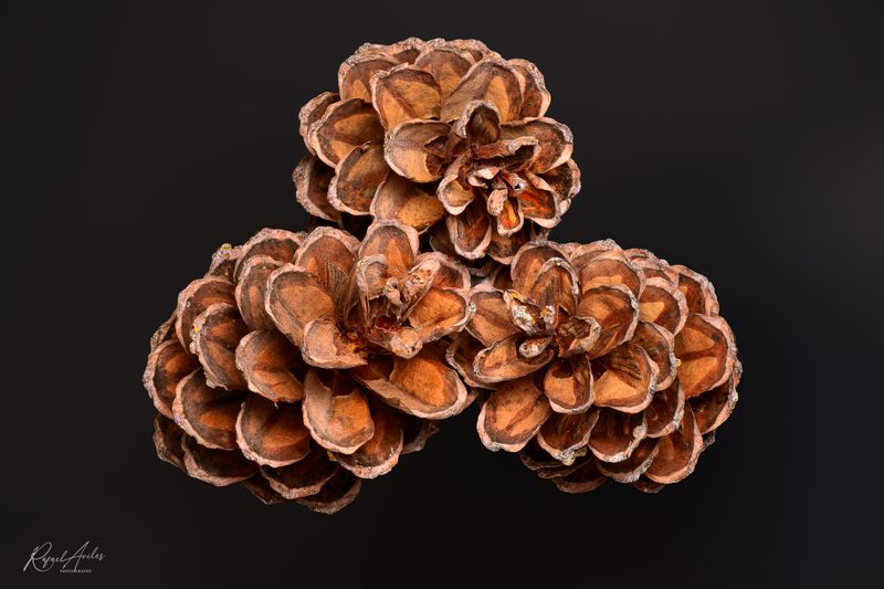 Pine cones