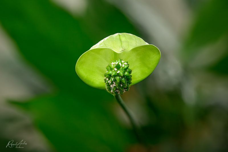 Peace Lily