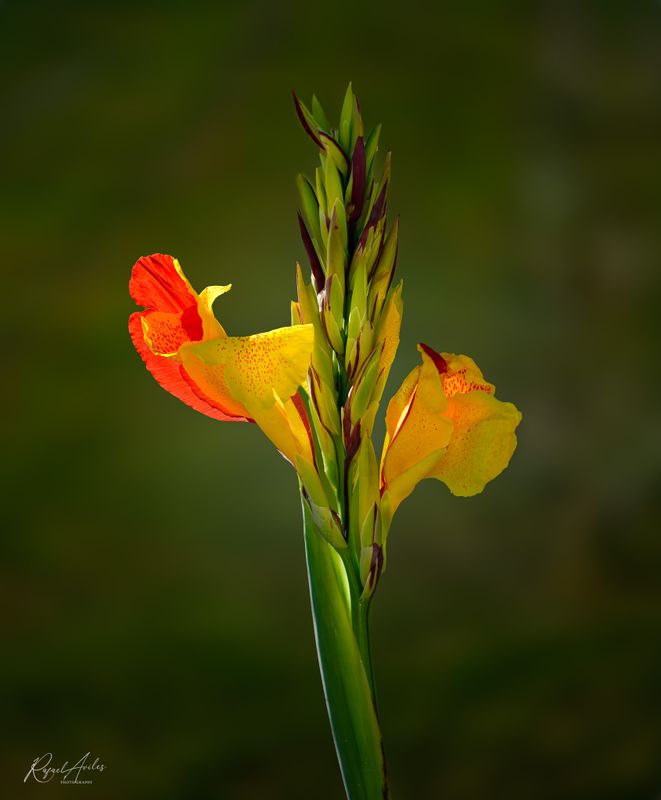 Canna in the sun