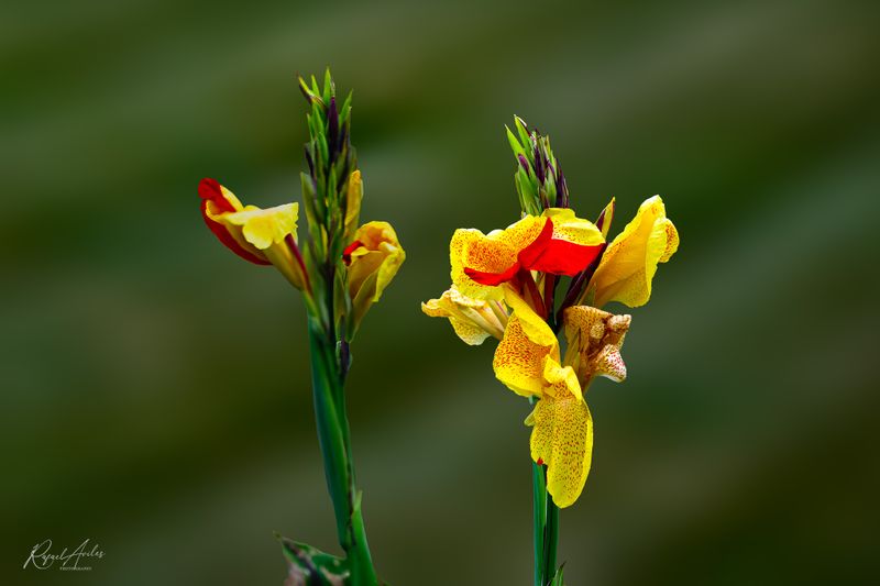 Cannas