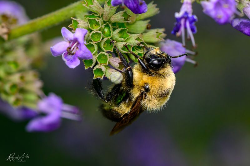 Bumble Bee