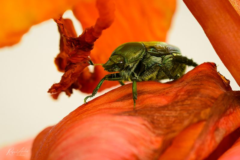 Beetle