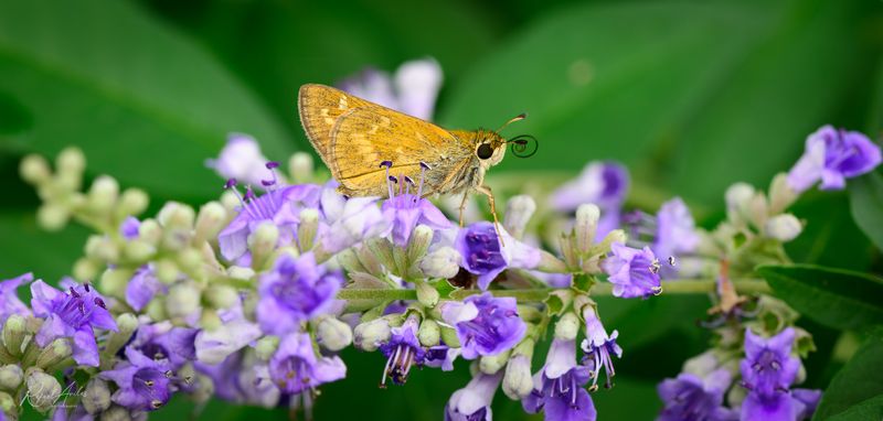 Sachem skipper