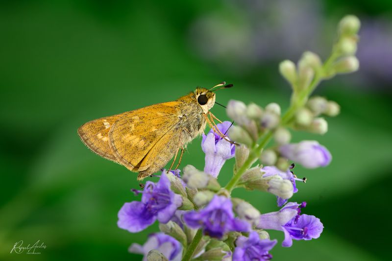 Sachem skipper