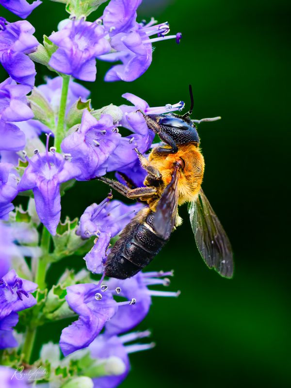 Bee