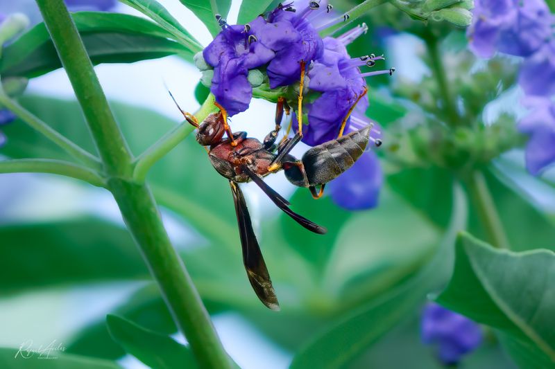 Wasp