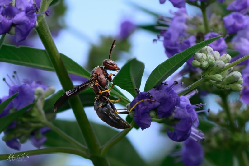 Wasp