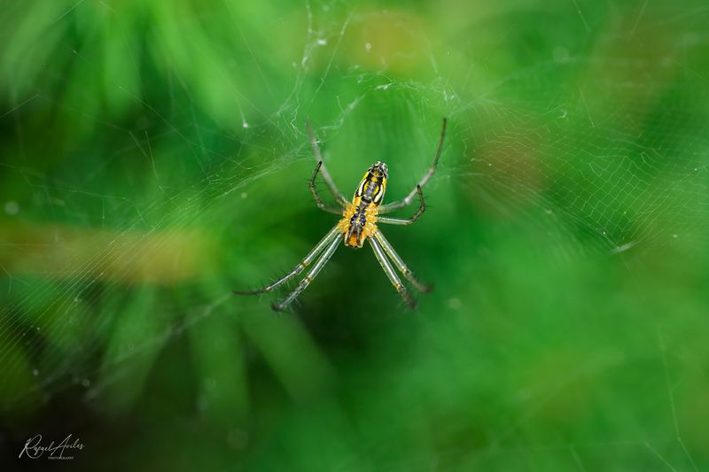 Orb weaver