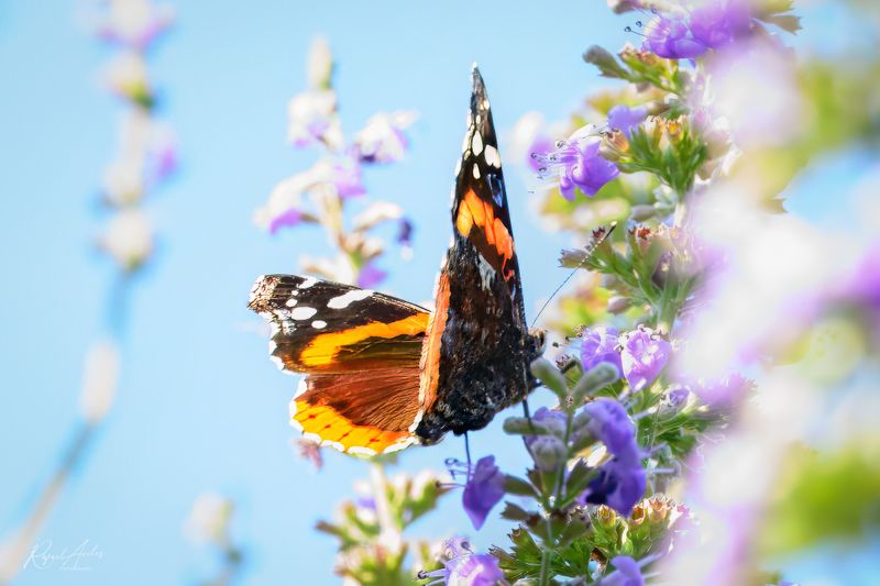 Red Admiral