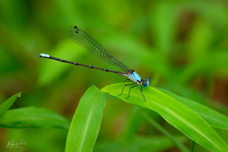 Damselflies, Dragonflies, and Other Flies