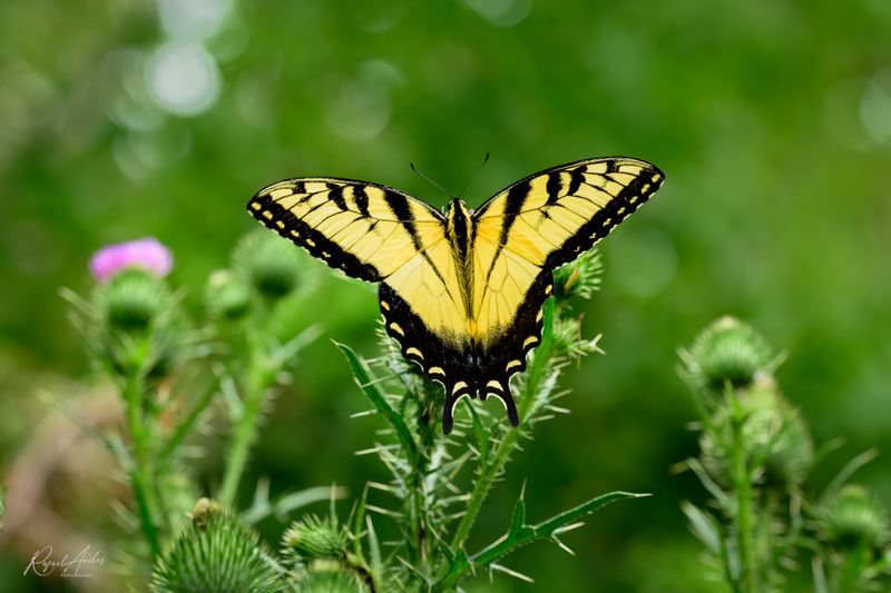 Eastern Tiger Swallowtail