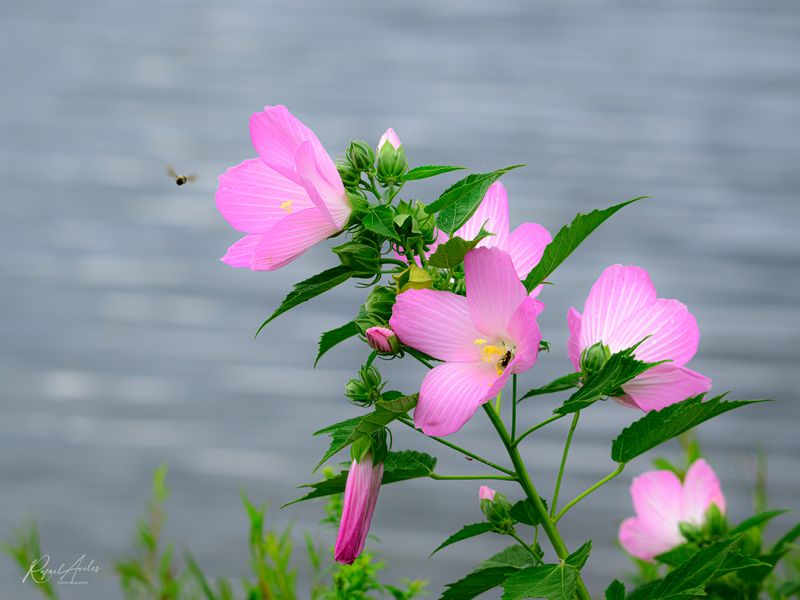 Rose mallows