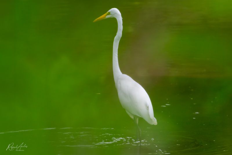 Great Egrets