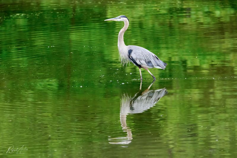 Wading in Lake Galena
