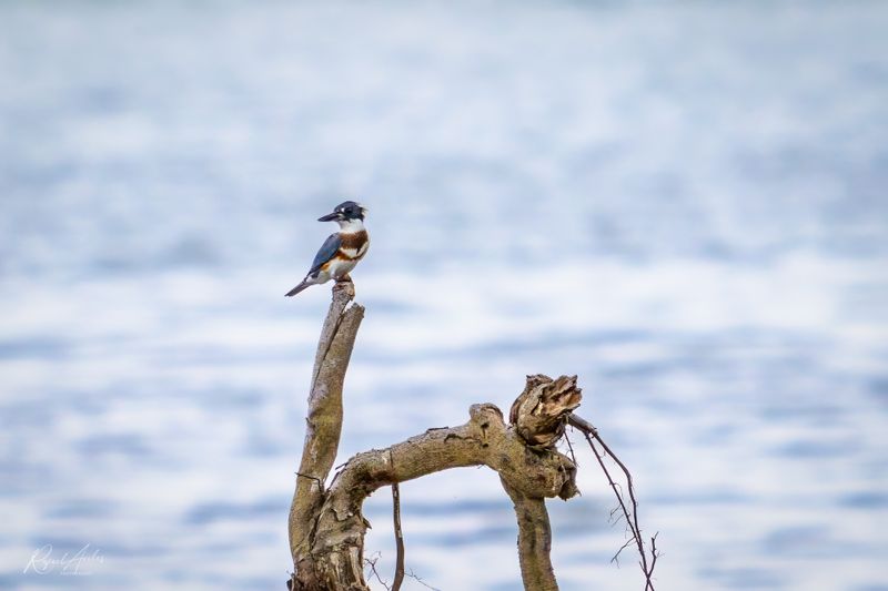 Kingfishers