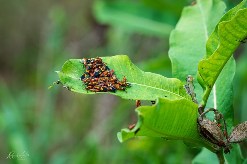Milkweed bugs