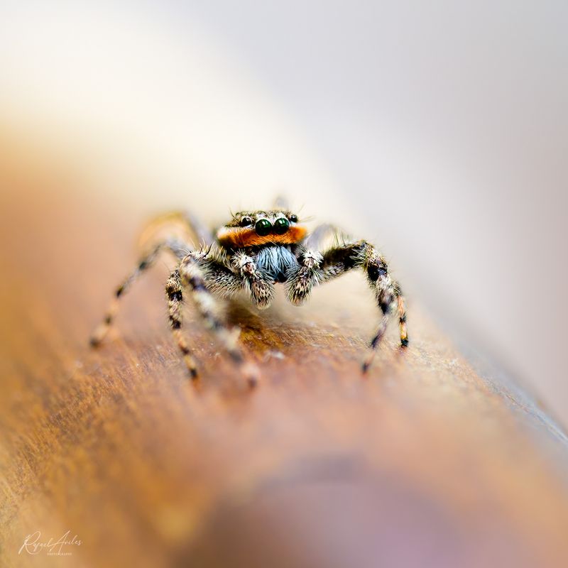 Male Platycryptus Undatus