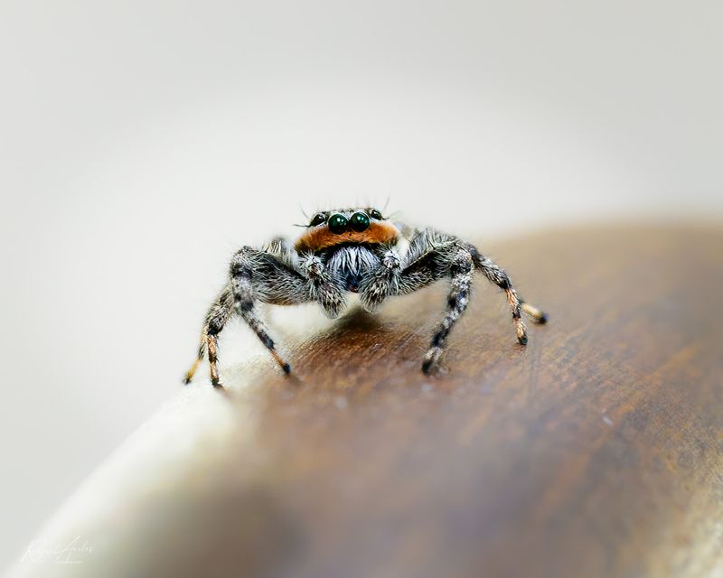 Male Platycryptus Undatus