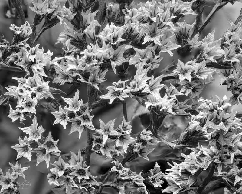 Floral
