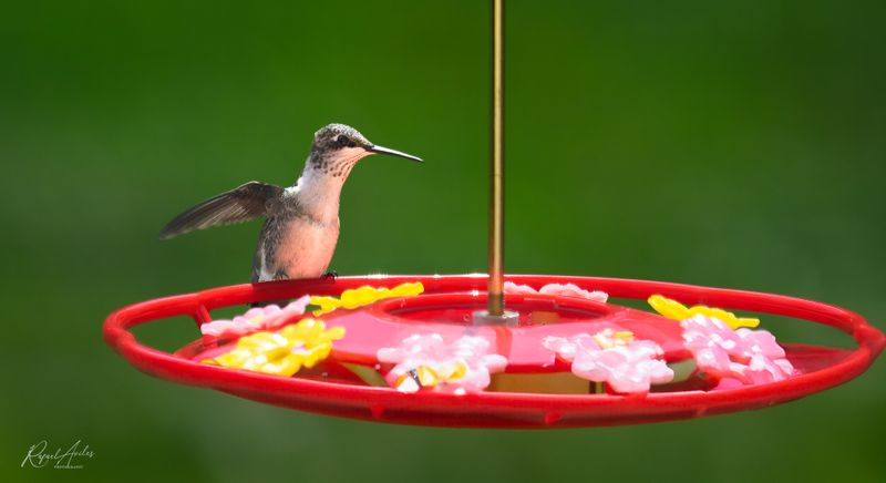 In my backyard