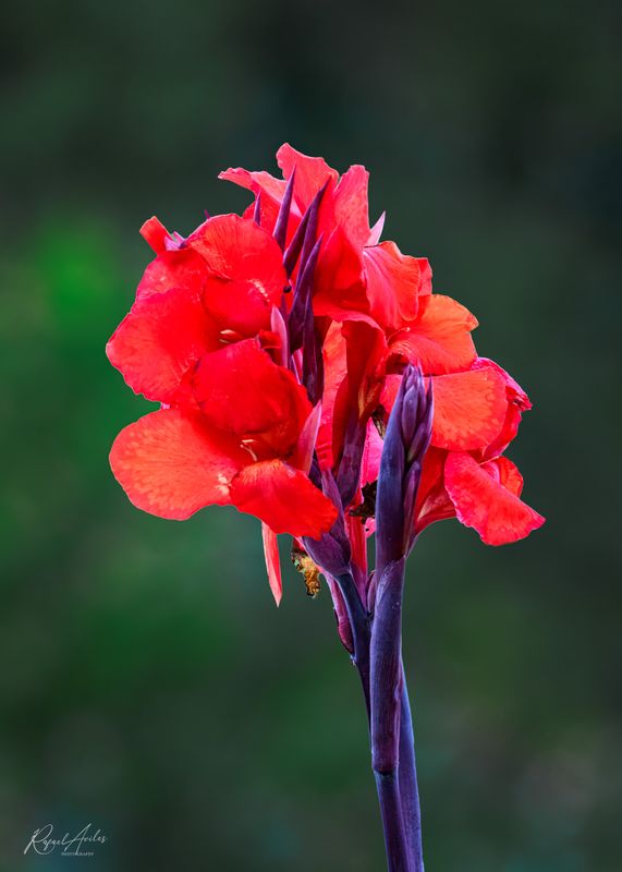 Canna Cleopatra