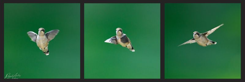 In flight