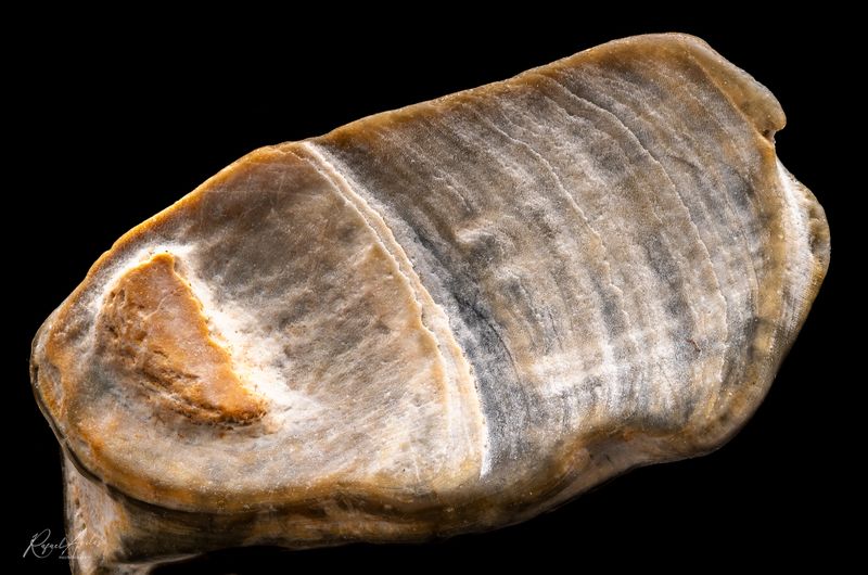 Shell