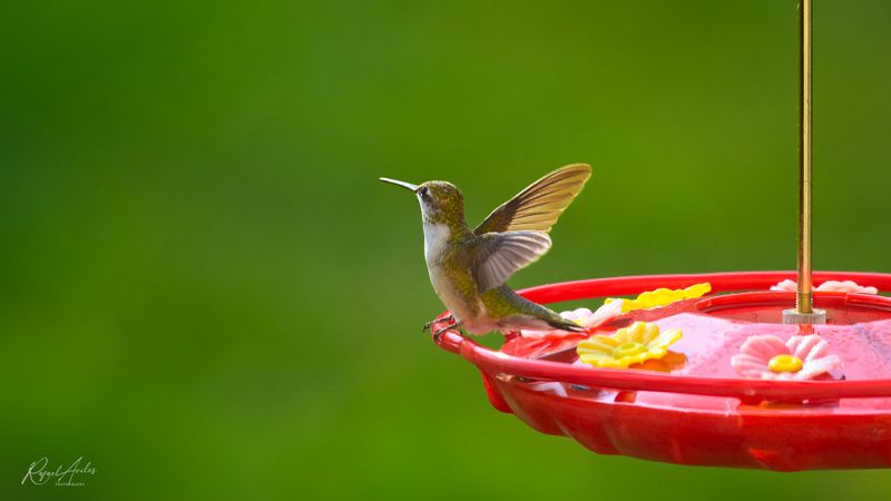 Hummingbirds!