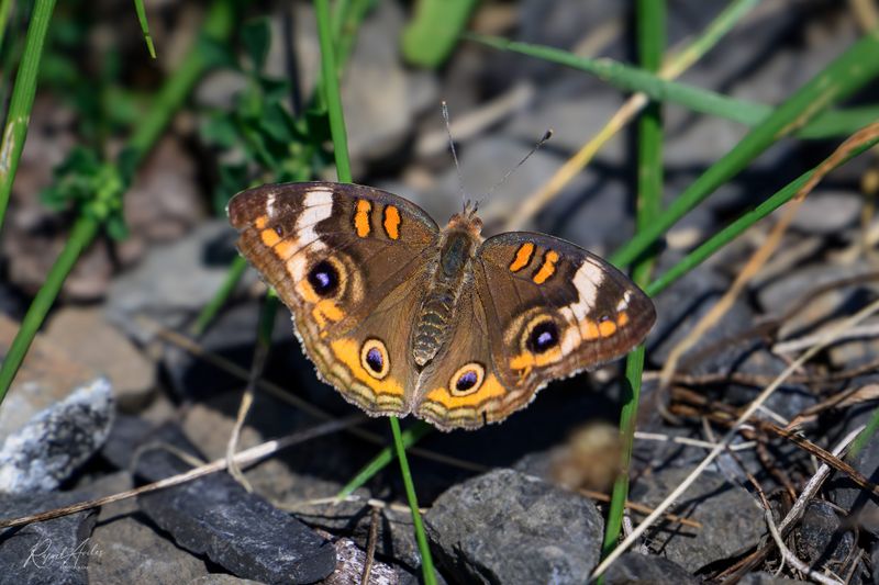 Butterflies and Skippers