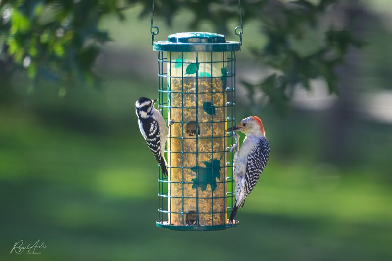 Woodpeckers