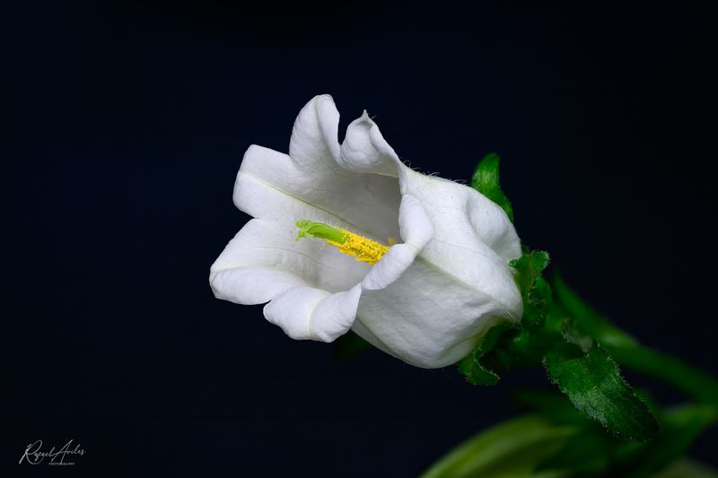 Canterbury Bell