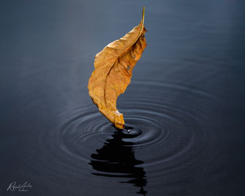 Falling leaf