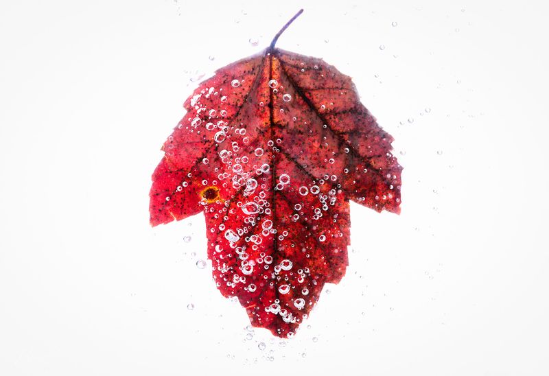 Leaf immersion