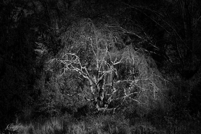 Haunted tree