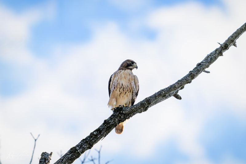 Red-tailed Hawk