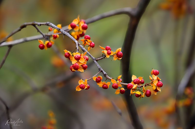 Round-leaved bittersweet