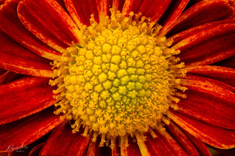 Fleurette Mum