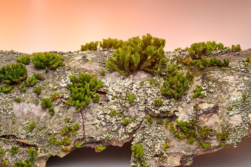 Miniature