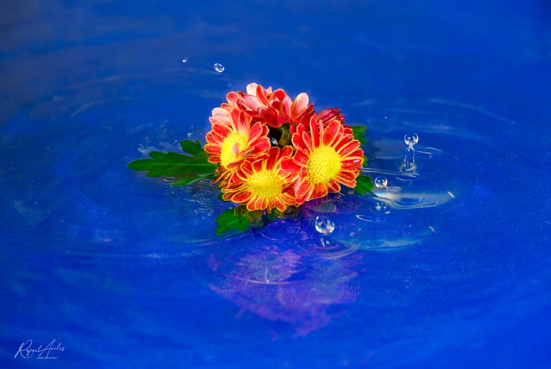 Wet fleurette