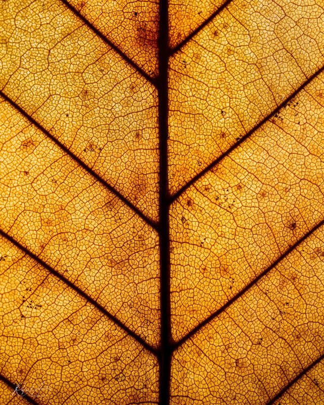 Beech leaf