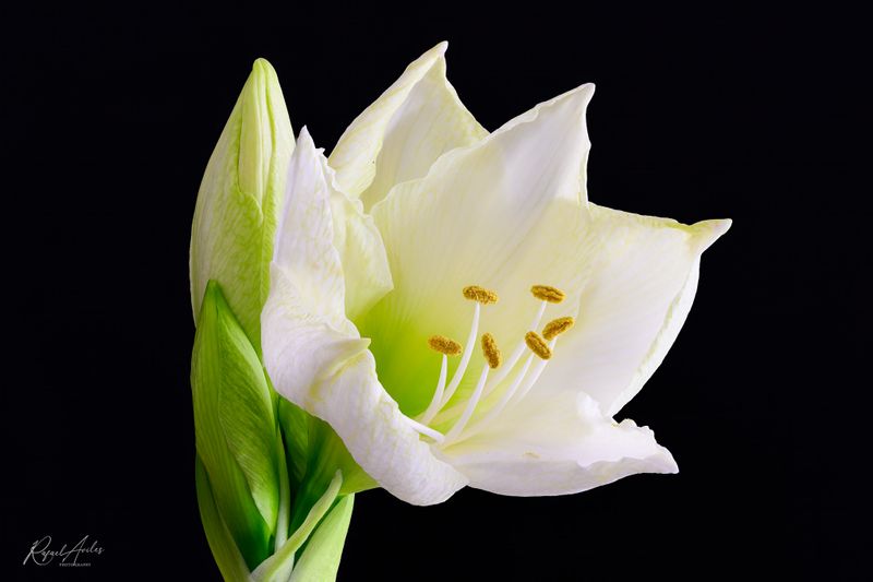 Amaryllis
