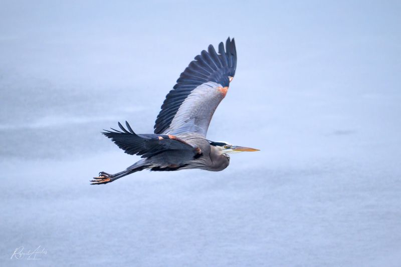 Fly, heron, fly!