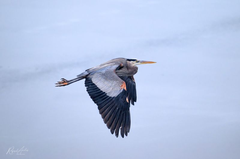 Free as a bird