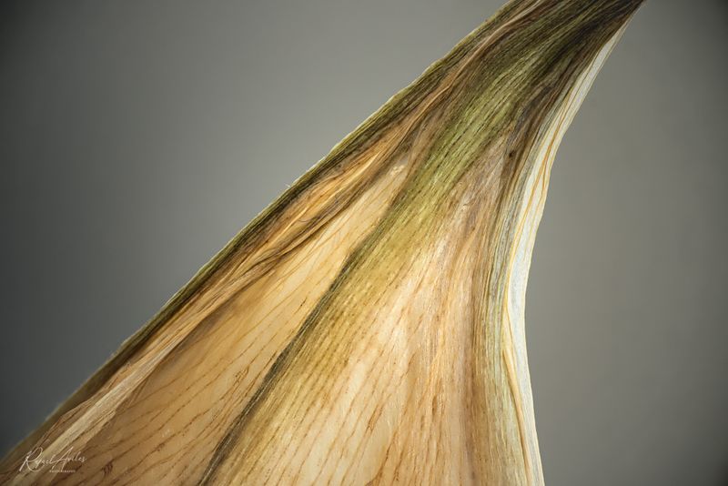 Dry petal
